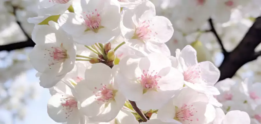 五言排律美诗-春暖梨花开：淑气催新律 寒消万物昌